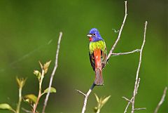 Painted Bunting